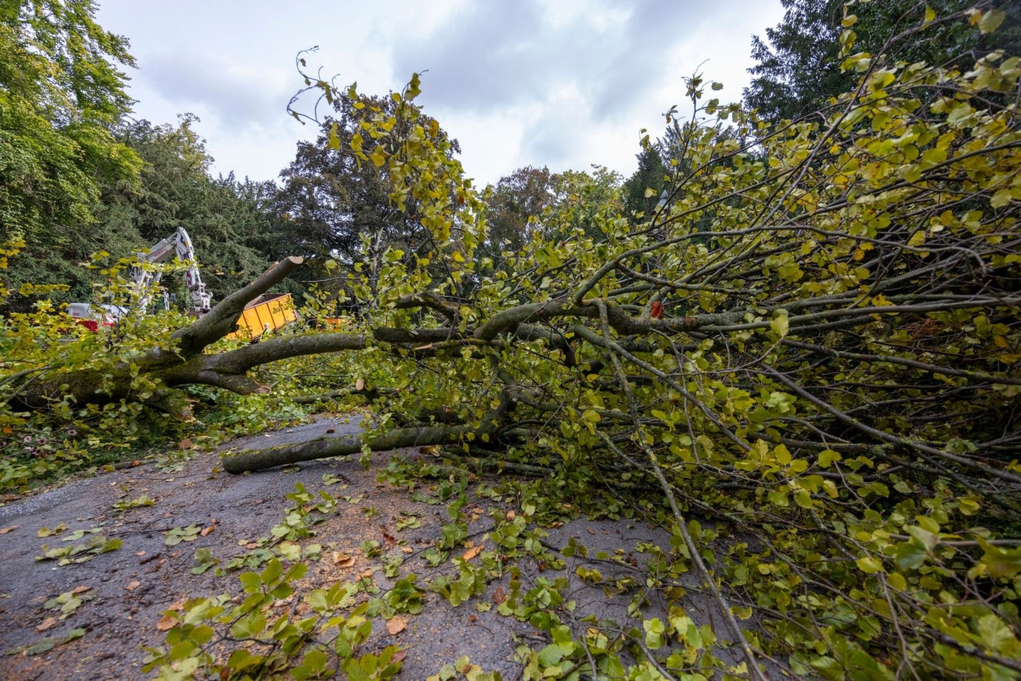 Arbeiter zerlegen den Baum, der aus bisher ungeklärter Ursache umgestürzt ist.