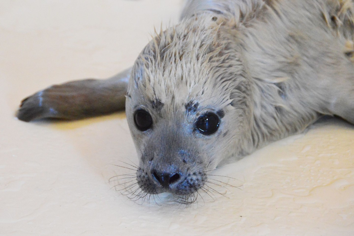 Der kleine Heuler Bosse ist als erster Heuler der diesjährigen Geburtensaison in der Seehundstation Friedrichskoog aufgenommen worden.