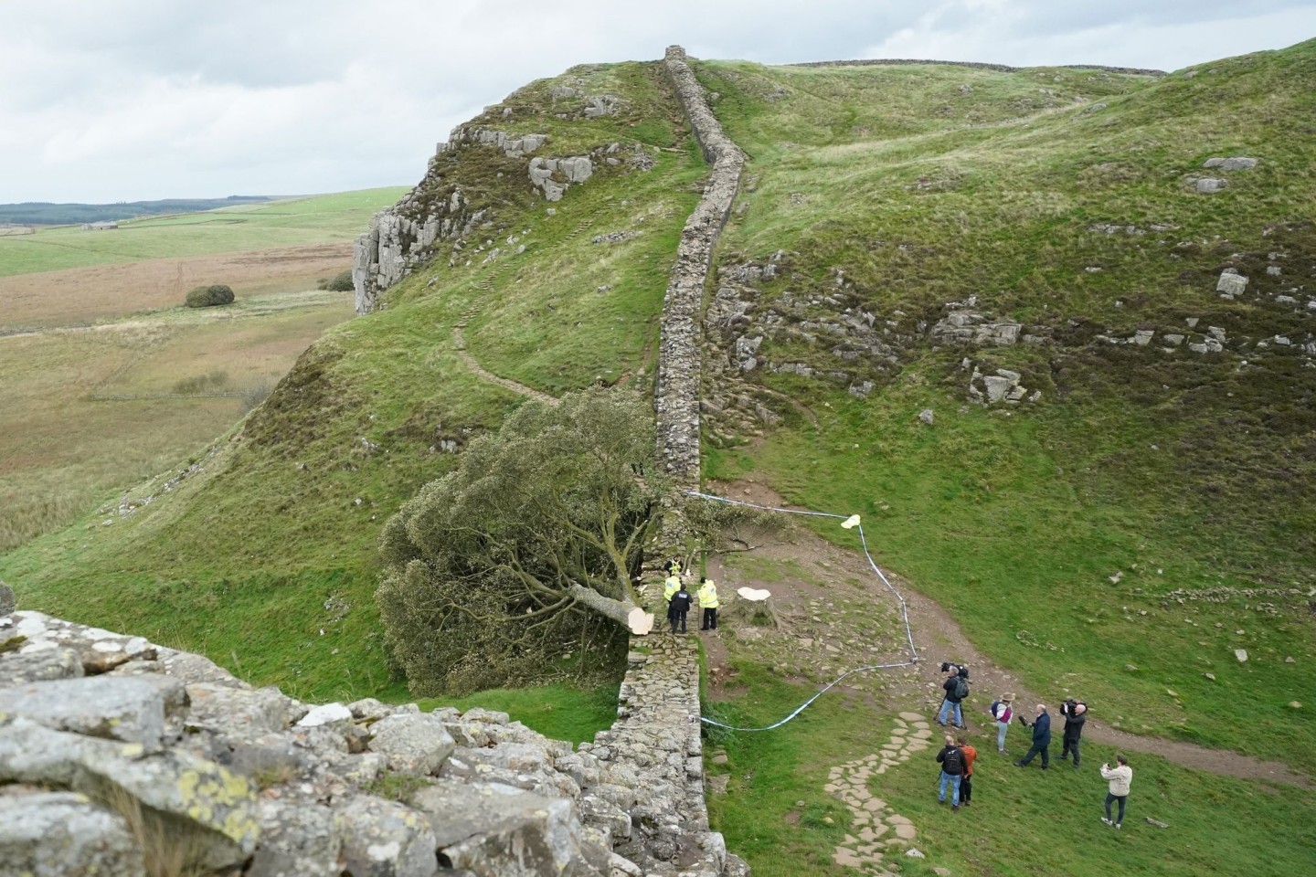 Ein illegal gefällter Baum hat den Hadrianswall beschädigt.