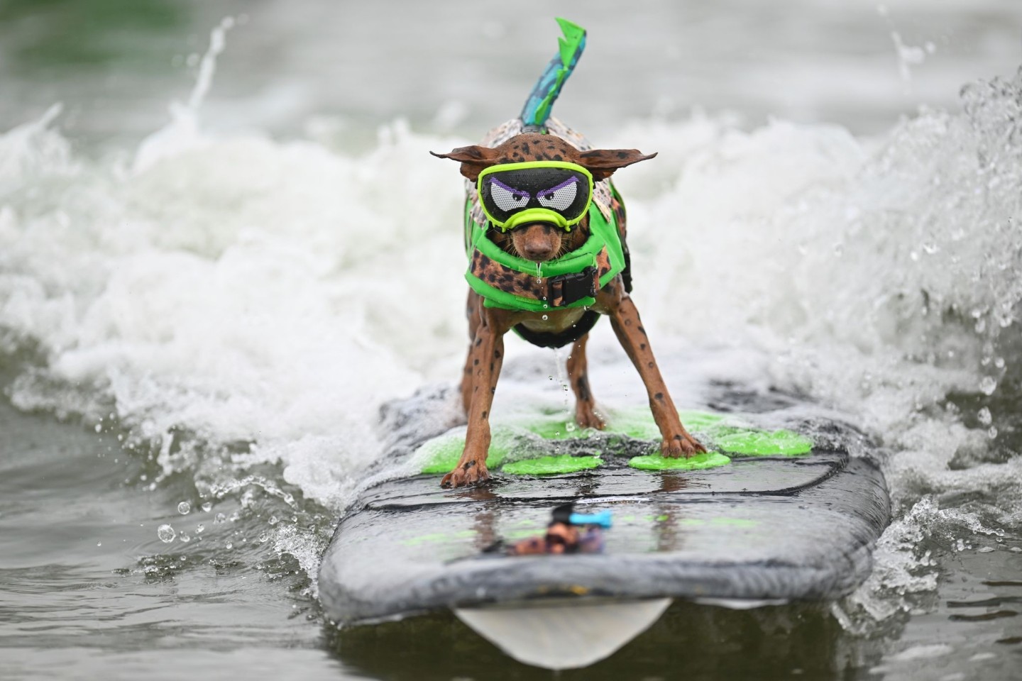 World Dog Surfing Championships in Pacifica, Kalifornien: Mit Schwimmweste und Kostüm treten die Hunde - hier der Zwergpinscher Rusty - im Wellenreiten gegeneinander an.