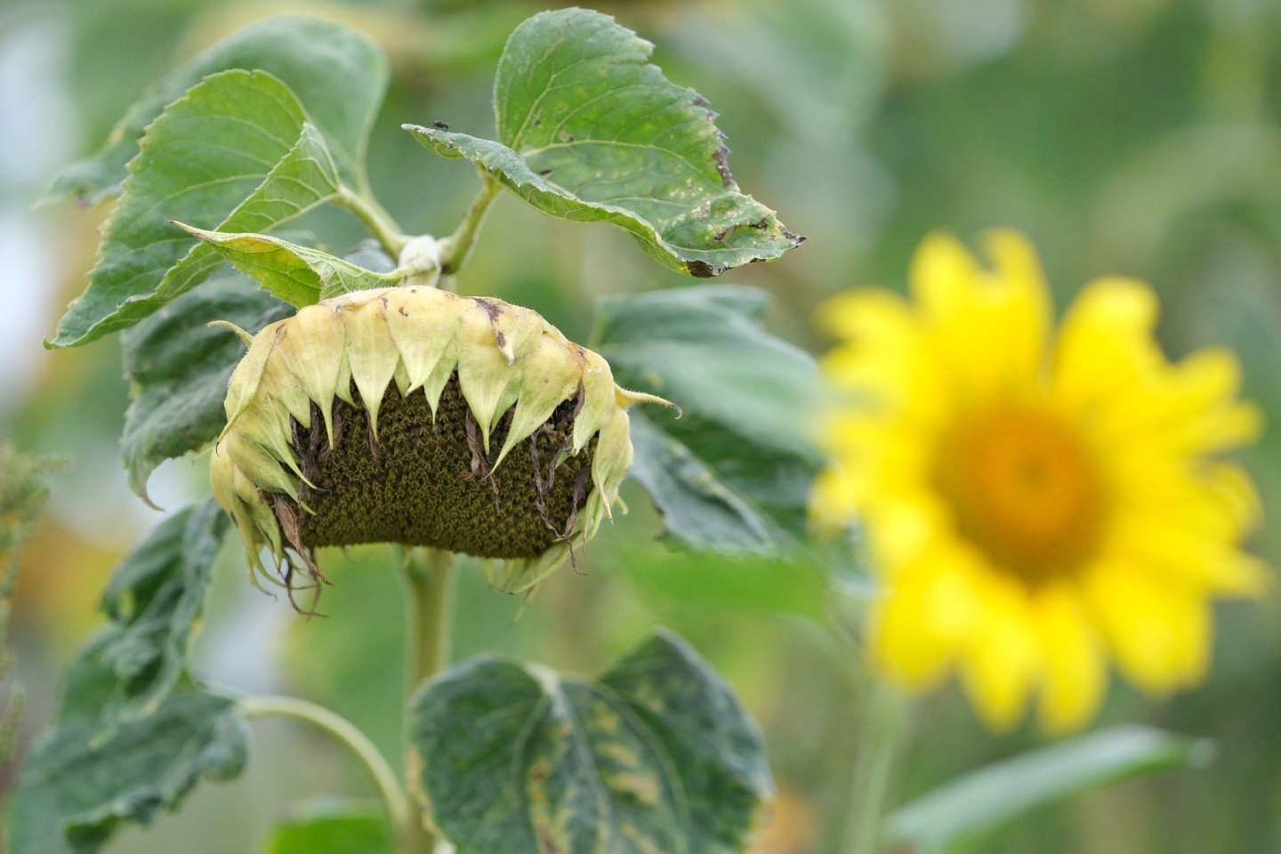 Der meteorologische Herbst hat begonnen. Doch die Temperaturen drehen teils noch spätsommerlich kräfig auf.