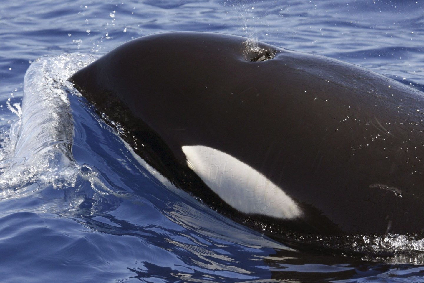 Orcas sind hochintelligente Tiere