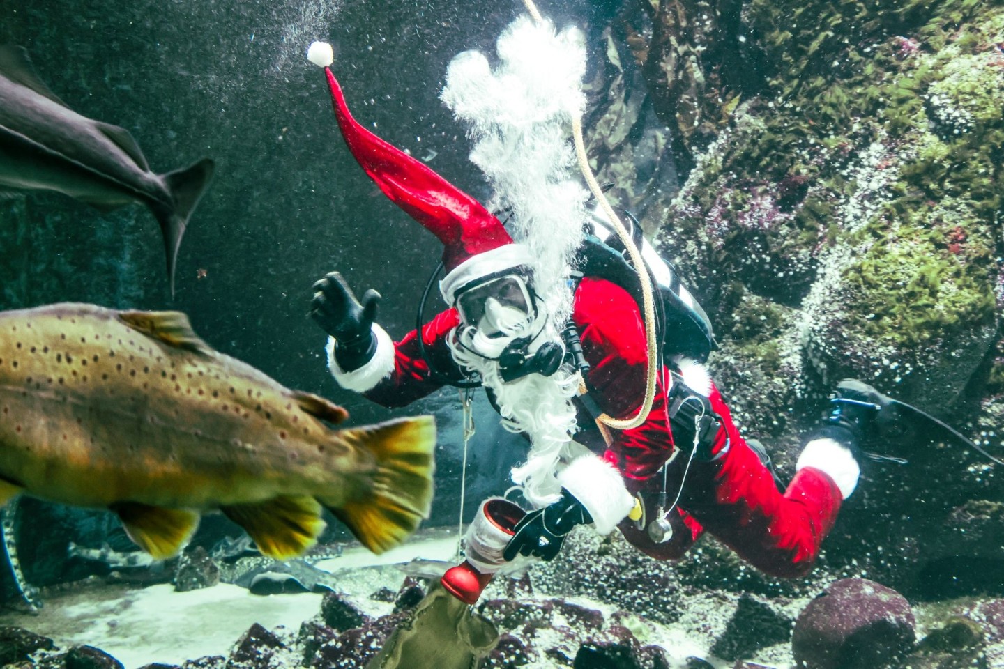 Timo Kaminski taucht als Nikolaus zur Fütterung im Großaquarium des Multimar Wattforums in Tönning.