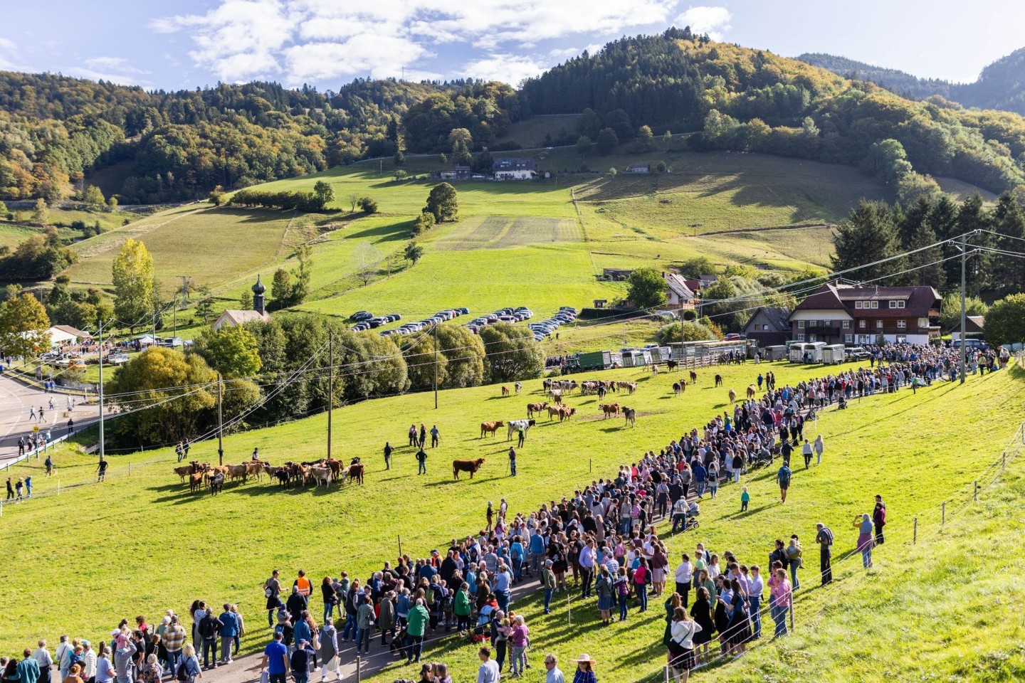 Es ist nach Veranstalterangaben wie ein kleines Volksfest, wenn das Vieh von den Weiden in die Ställe zurückkehrt.