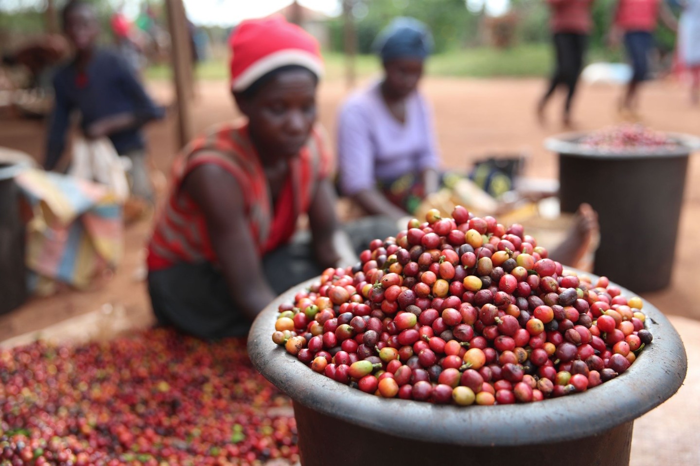 Das schwarzes Gold ist in Gefahr: Die Folgen der Klimakrise sind für die Kaffeeindustrie enorm.