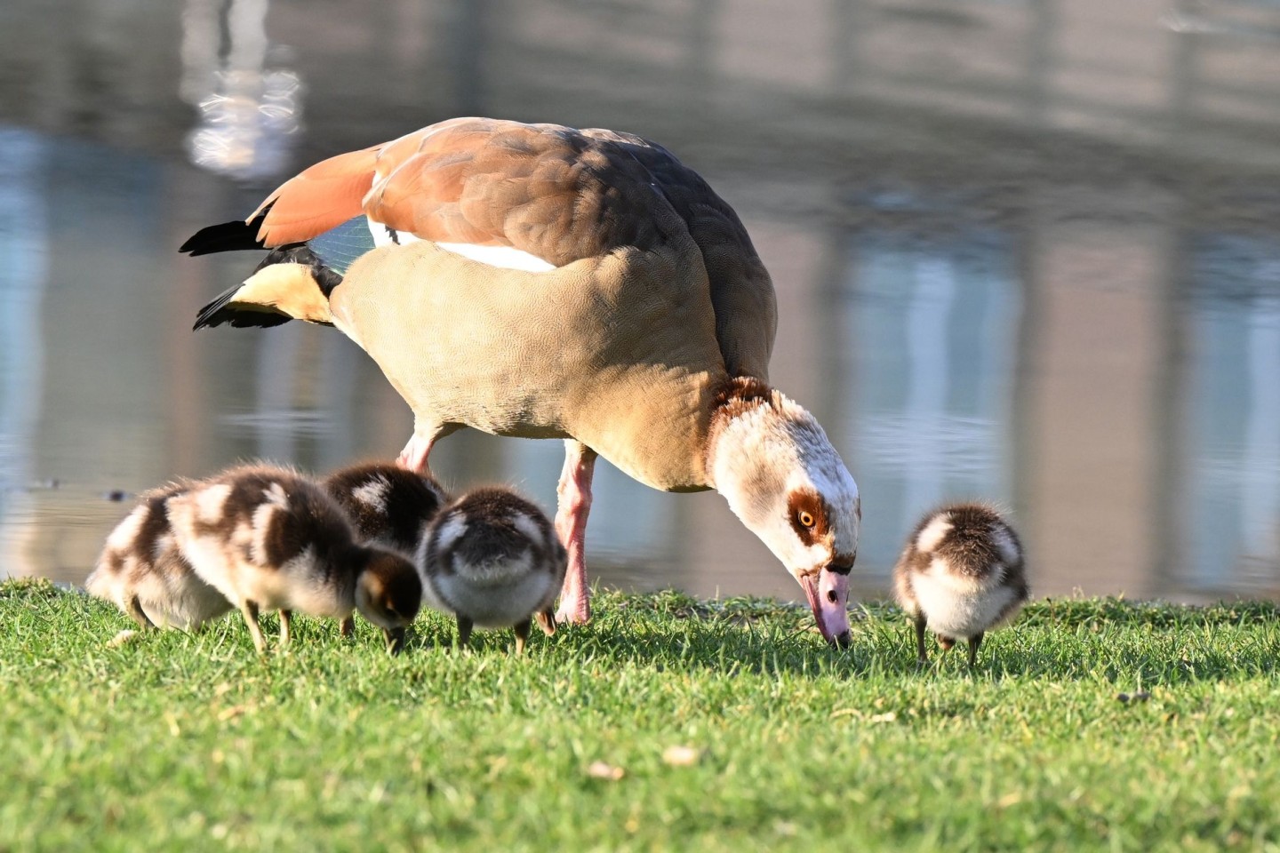 Die Nilgans frisst überwiegend Pflanzen - aber Pommes scheint sie auch zu lieben. (Archivbild)